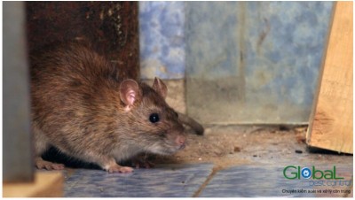 Nguyên nhân khiến chuột phá hoại nhà của bạn và những điều bạn nên biết trước khi đặt bẫy