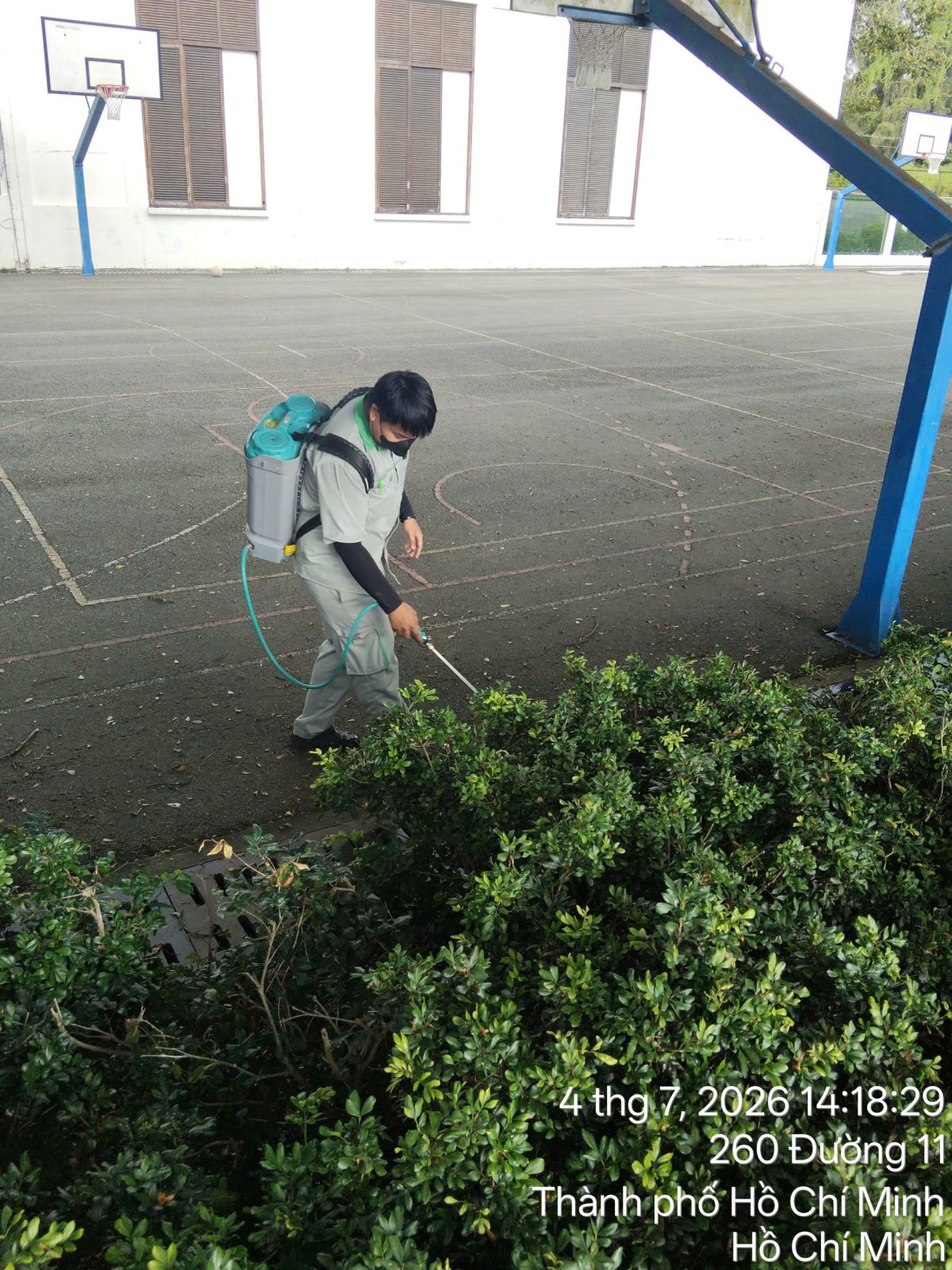 Phun thuốc dọc bụi cây viền sân bóng rổ của trường học