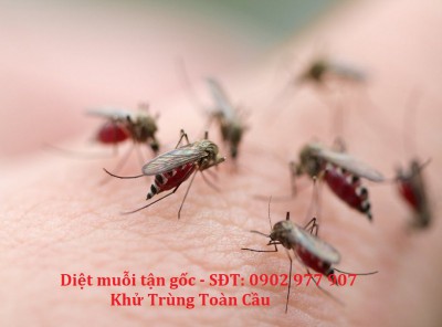 Dịch vụ xử lý muỗi, phun muỗi và xịt muỗi tại nhà giá rẻ