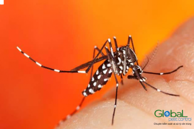 Công ty phun thuốc diệt Muỗi, Dịch vụ diệt Muỗi tại Thủ Đức