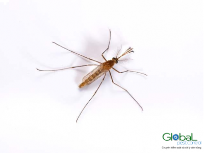 Muỗi vằn Culex, thủ phạm gây ra bệnh viêm não Nhật bản