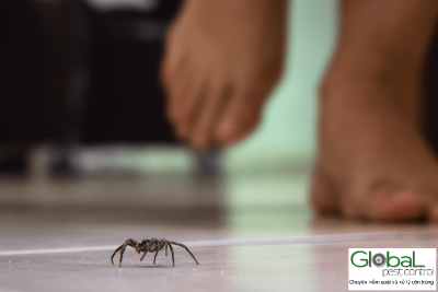 Nhện Nhà sống bao lâu? Có bao nhiêu loại nhện nhà hiện nay