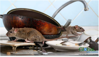 Tại sao Chuột không ăn Mồi của bạn? Lý do Chuột khó bẫy là gì?