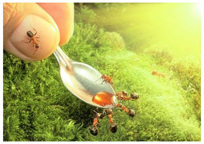 Mật ong thật có thu hút kiến ​​không?
