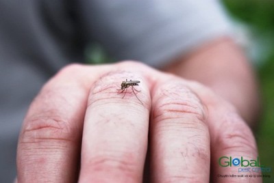 5 biện pháp bạn có thể thực hiện để xử lý và ngăn chặn sự xâm nhập của muỗi vào khu vực