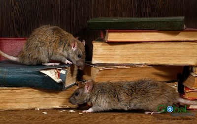 diệt chuột cho văn phòng (1)