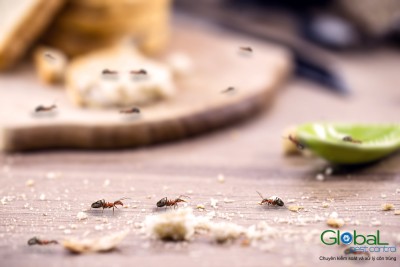 Top 10 phương pháp diệt côn trùng hiệu quả và an toàn
