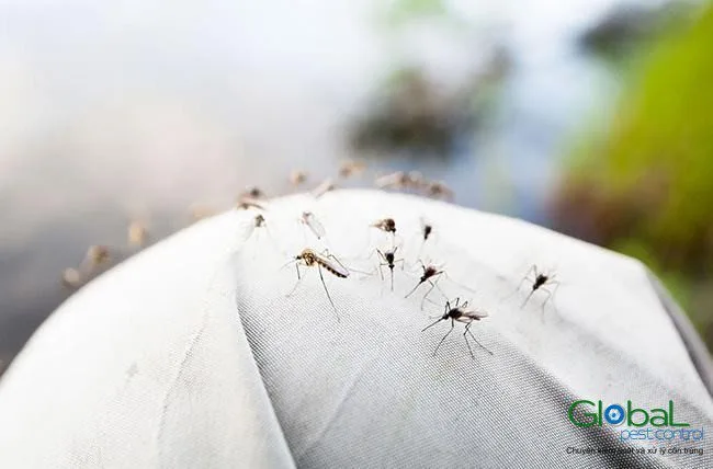 Diệt bọ gậy hay diệt muỗi trưởng thành hiệu quả hơn