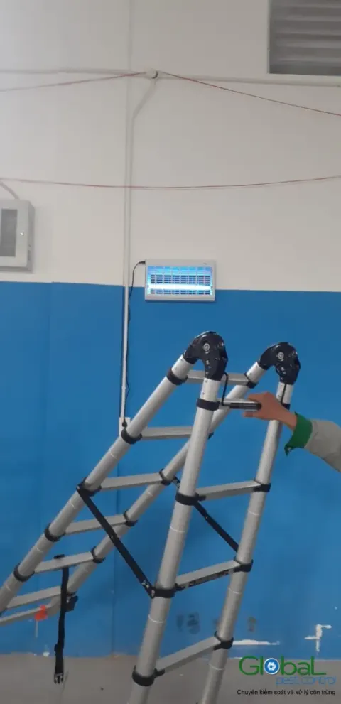 Thang nhôm dựng sẵn để lắp đèn diệt côn trùng trên tường xanh nhà máy