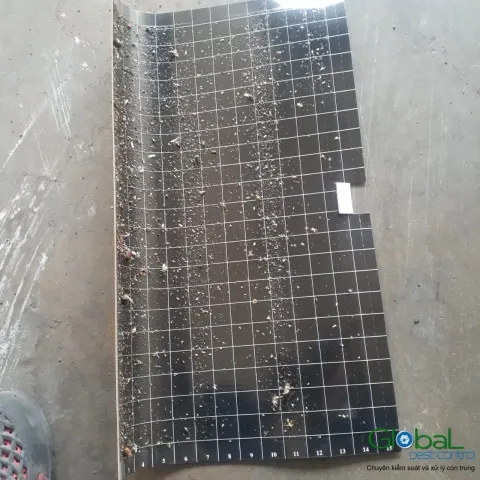 Tấm keo đèn diệt côn trùng đặt trên sàn kho sau khi tháo khỏi đèn