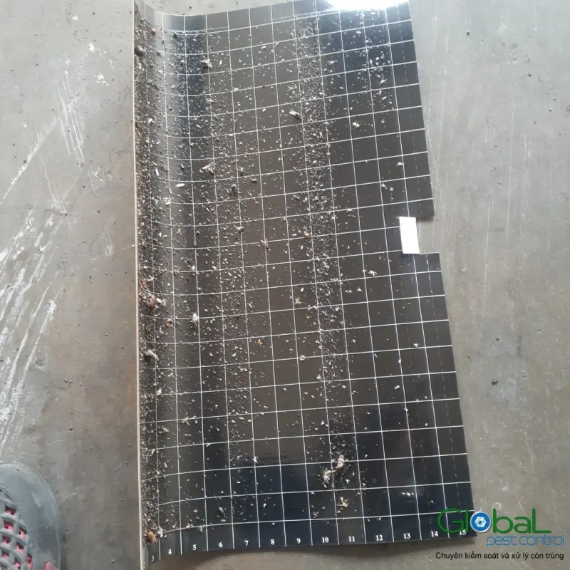 Tấm keo đèn diệt côn trùng đặt trên sàn kho sau khi tháo khỏi đèn
