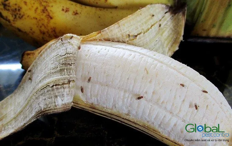 Loài nào gây hại cho người và chó mèo?