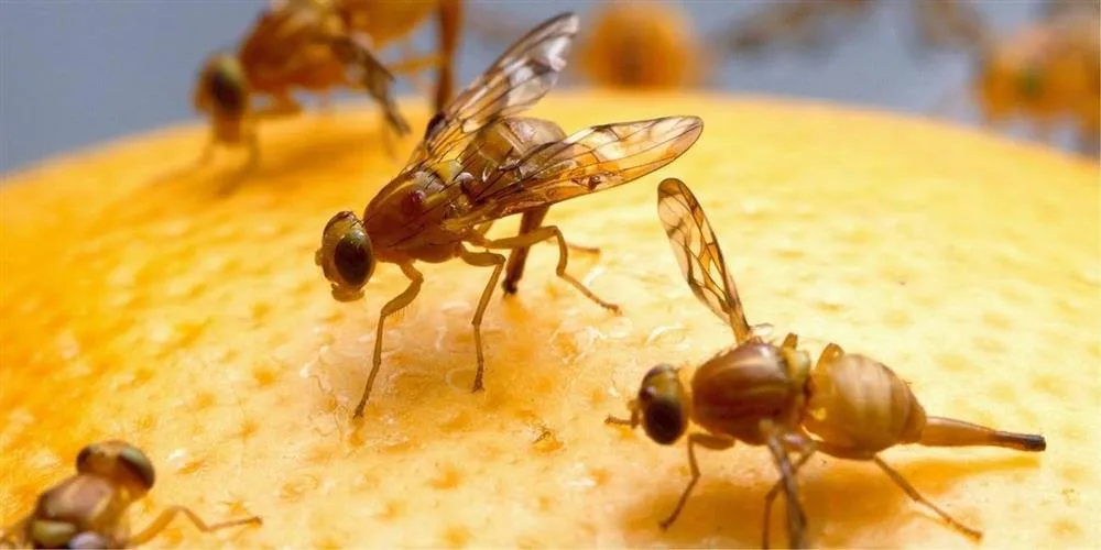 Ruồi giấm từ đâu ra, vì sao đuổi mãi không hết
