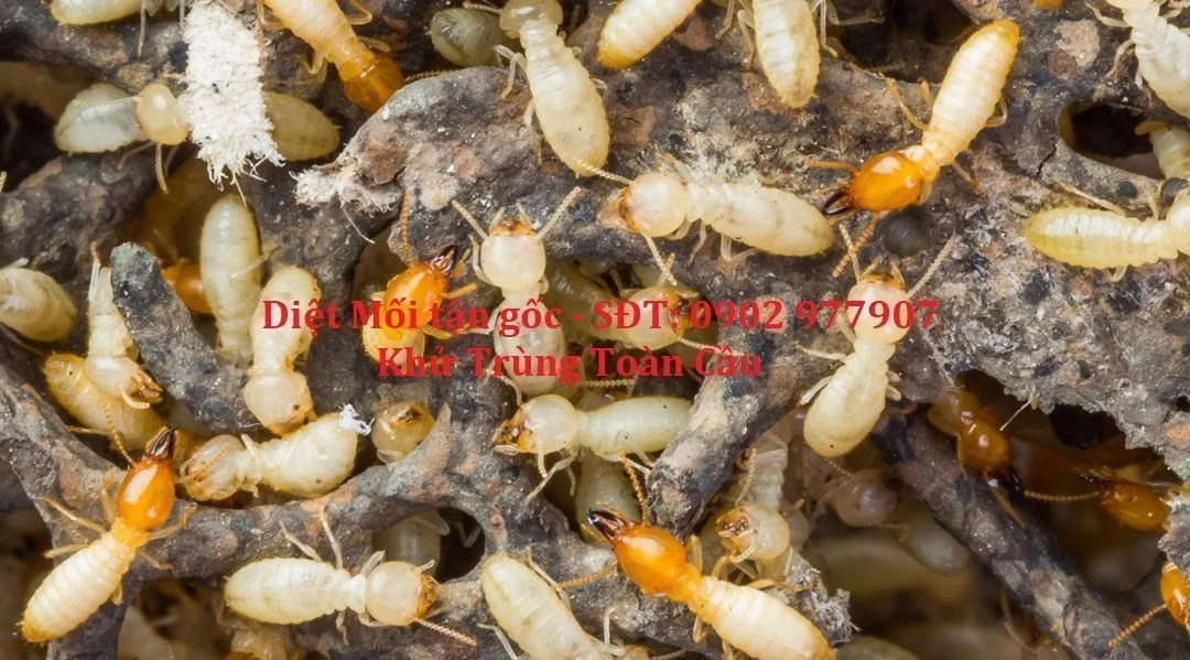 Diệt mối giá rẻ có tận gốc không?