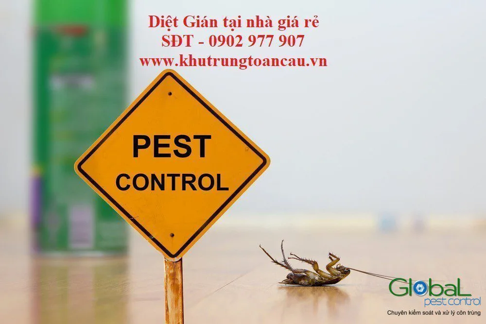 Cung cấp dịch vụ diệt Gián tại nhà giá rẻ cho khu vực Thủ Đức