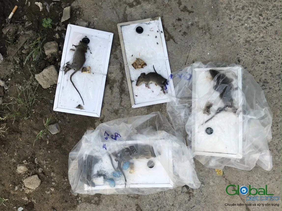 Ba loài chuột hay gặp trong nhà máy