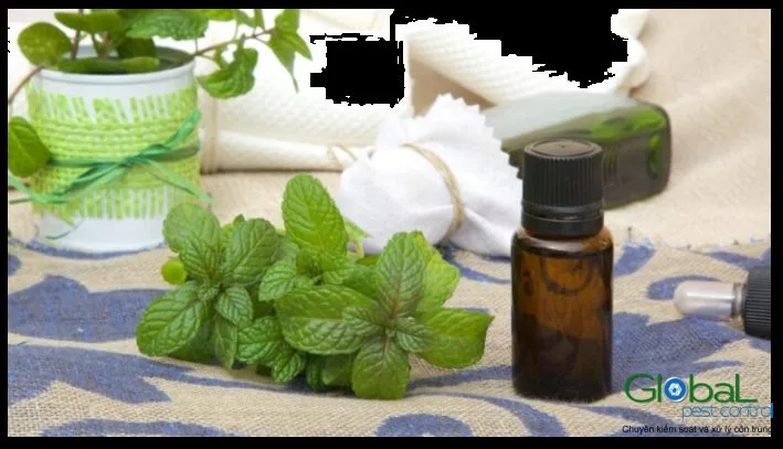 Tinh dầu Bạc hà có xua đuổi được chuột không?