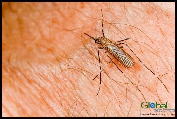Zika và sốt xuất huyết khác nhau thế nào?