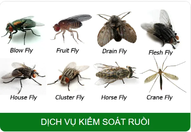 Dịch vụ kiểm soát ruồi: xử lý nguồn phát sinh và giám sát
