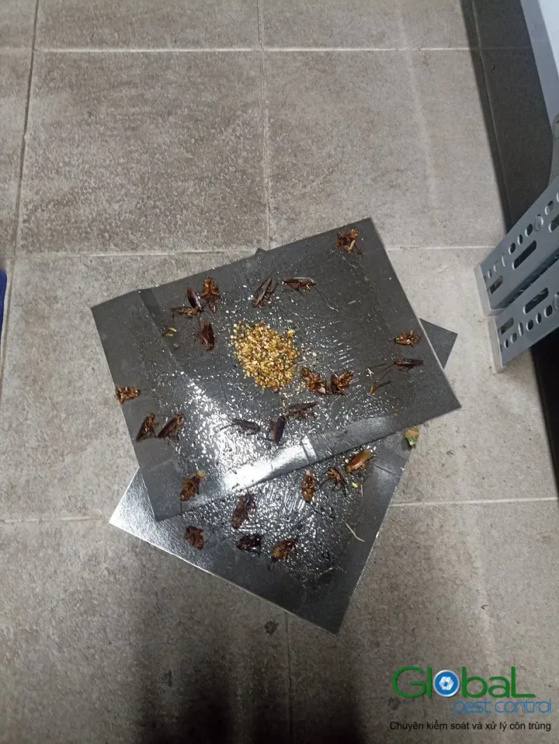 Bẫy keo dính gián và mồi nhử đặt trên sàn gạch