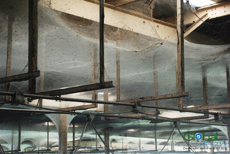 Dịch vụ phun thuốc xử lý và diệt nhện hiệu quả cho nhà máy