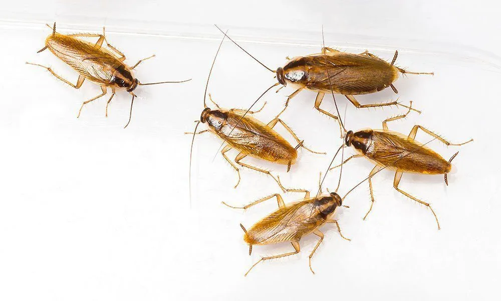 Gián Đức ăn gì, sống ở đâu và vì sao chỉ ở trong nhà?