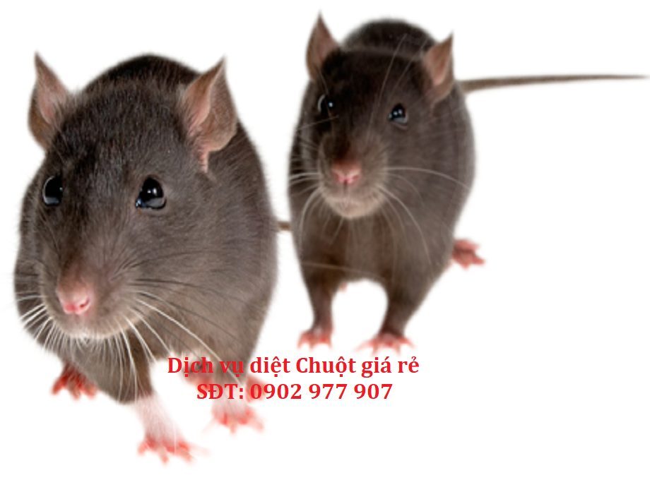 Nghe tiếng động trên trần văn phòng ban đêm là chuột hay thứ khác?