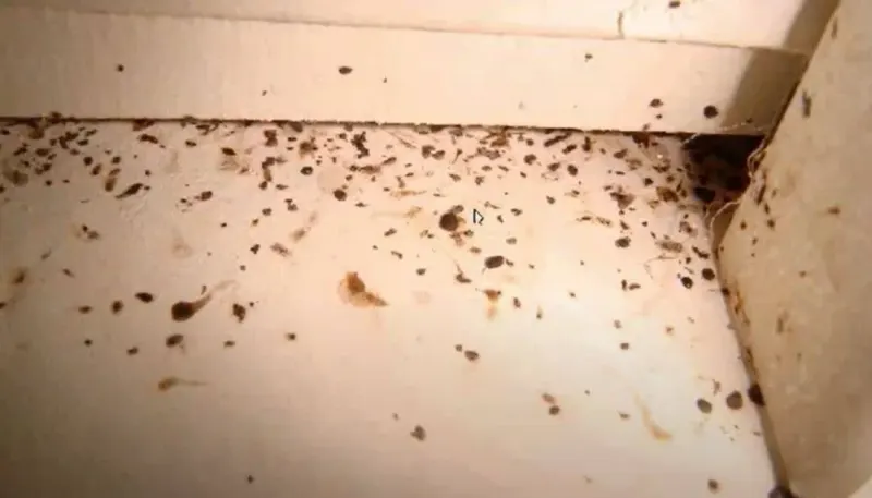 Phân gián và gián Đức trong góc kệ bếp