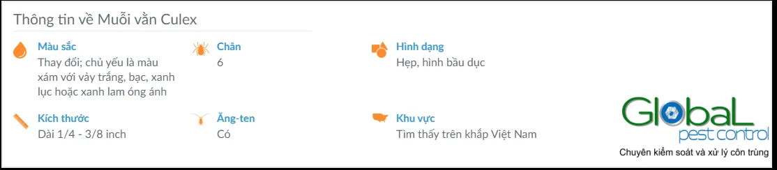 Muỗi nhà máy là muỗi vằn hay muỗi cống?