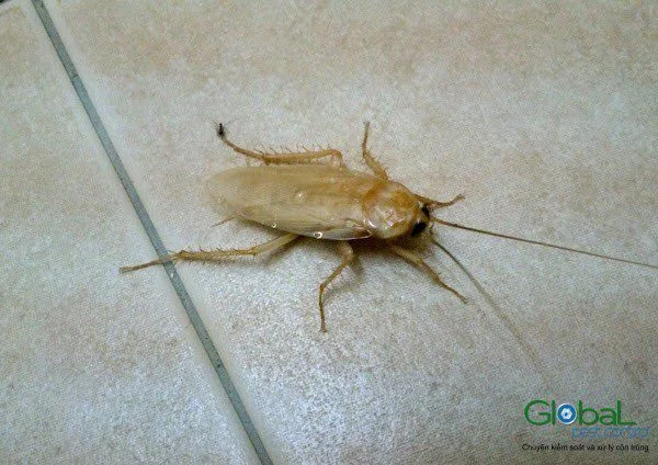 Gián vừa lột xác có màu trắng bò trên sàn gạch