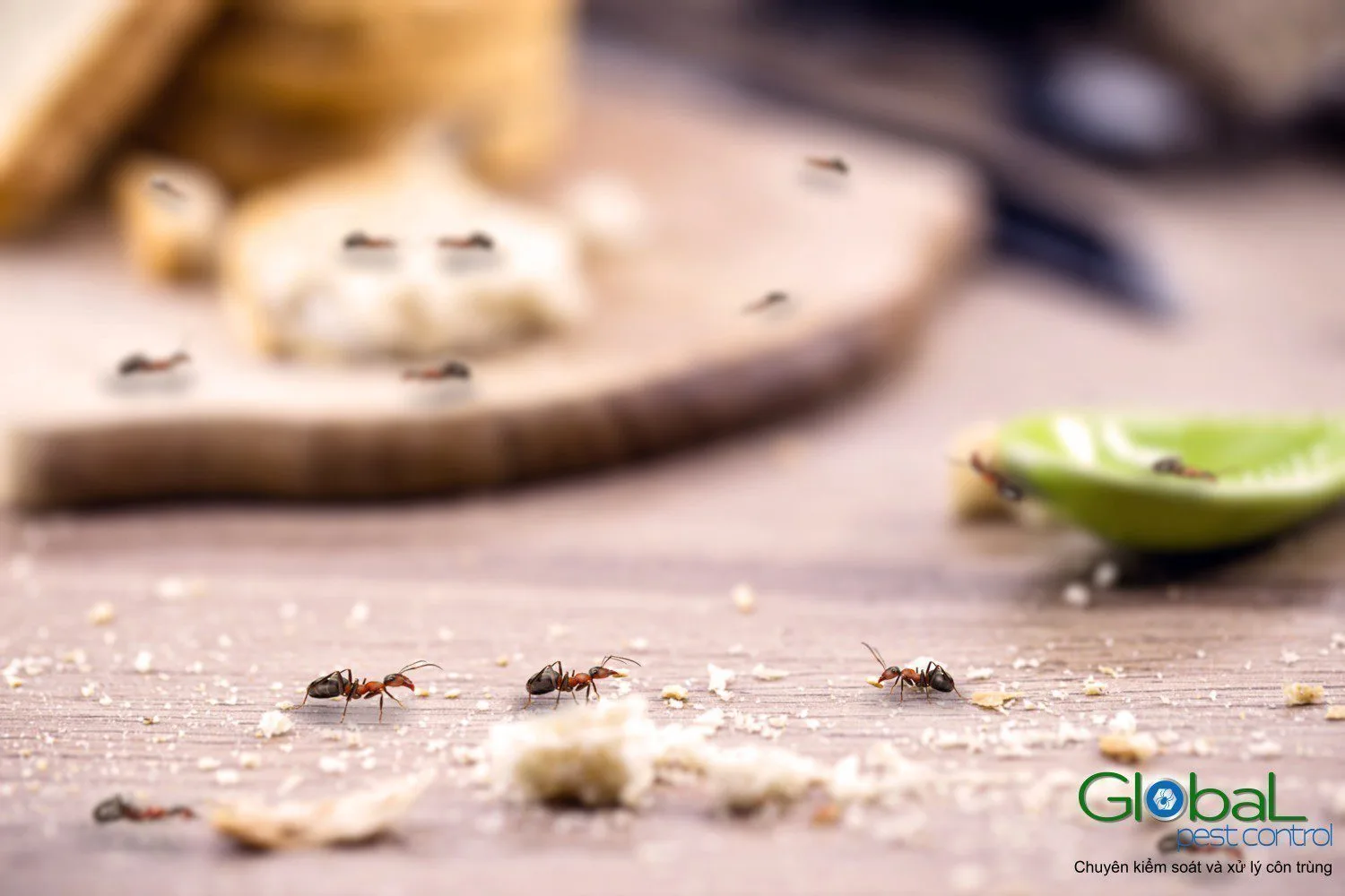 Phương pháp diệt côn trùng nào an toàn nhất?