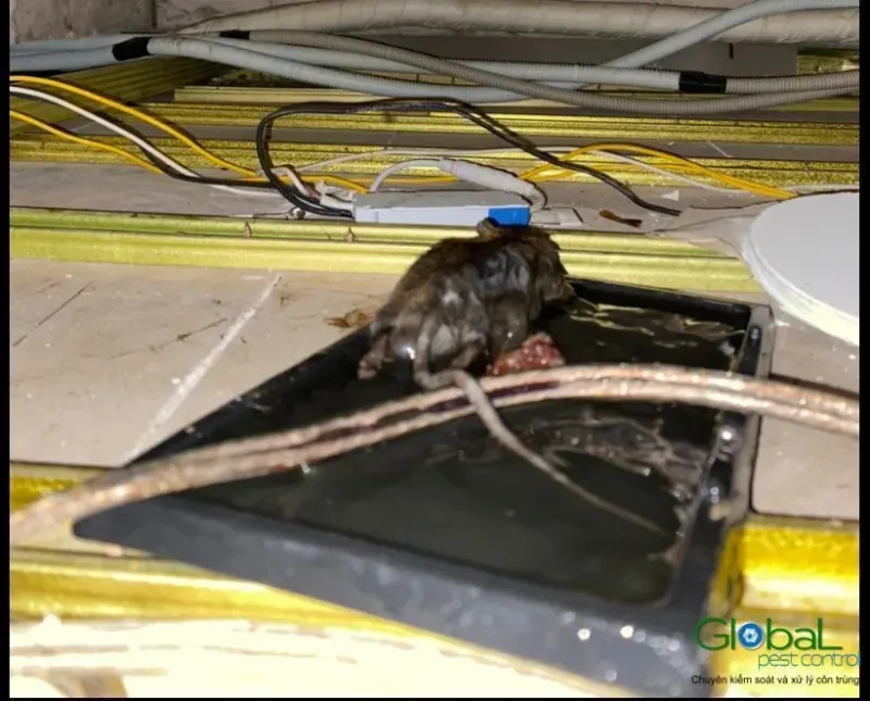 Chuột dính bẫy keo đặt trên máng cáp phía trên trần giả