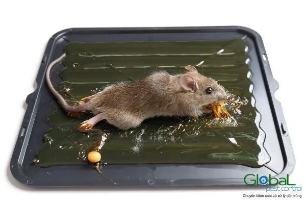Mười việc nhà máy tự làm để giảm chuột