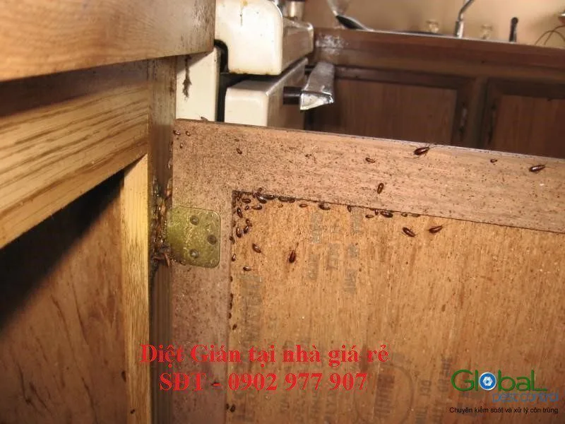 Gián trú trong khe tủ gỗ nhà bếp