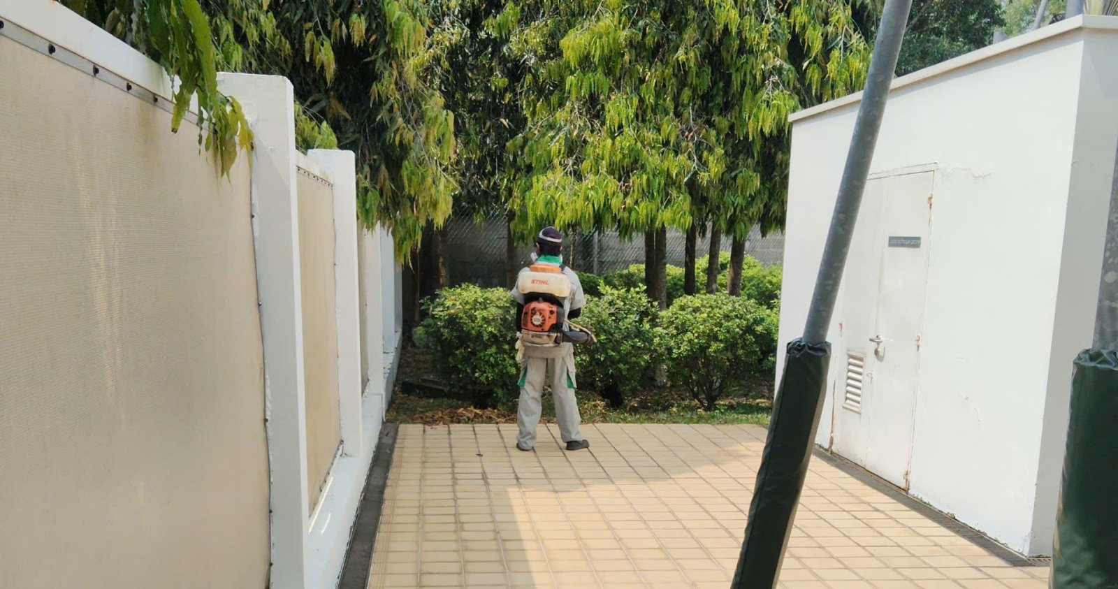Muỗi, kiến và mối trong bệnh viện: rủi ro riêng và cách kiểm soát