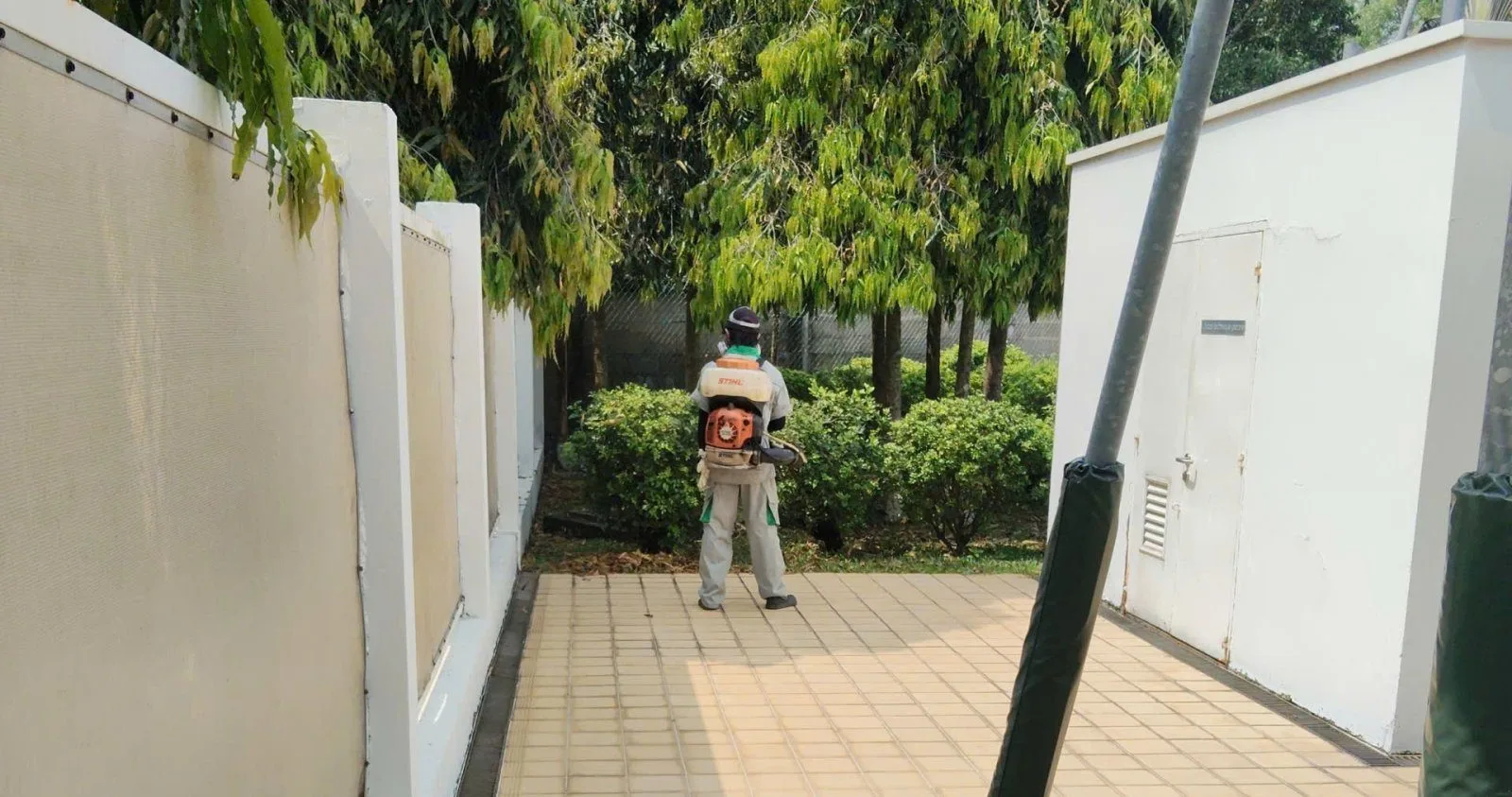 Muỗi, kiến, mối trong bệnh viện: rủi ro riêng