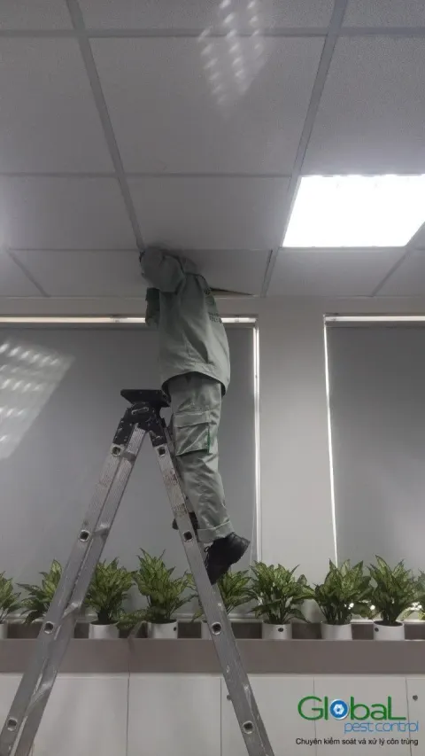 Kỹ thuật viên đứng thang phun thuốc lên trần khu văn phòng
