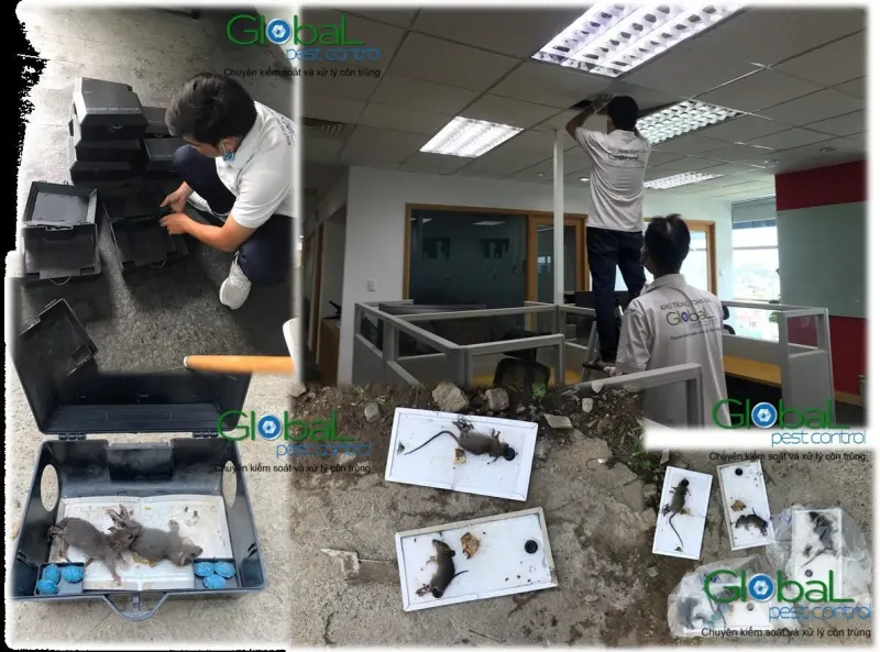 Kỹ thuật viên kiểm tra bẫy và chuột chết trong văn phòng