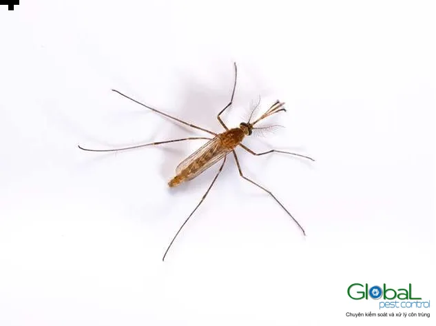 Muỗi Culex và bệnh viêm não Nhật Bản