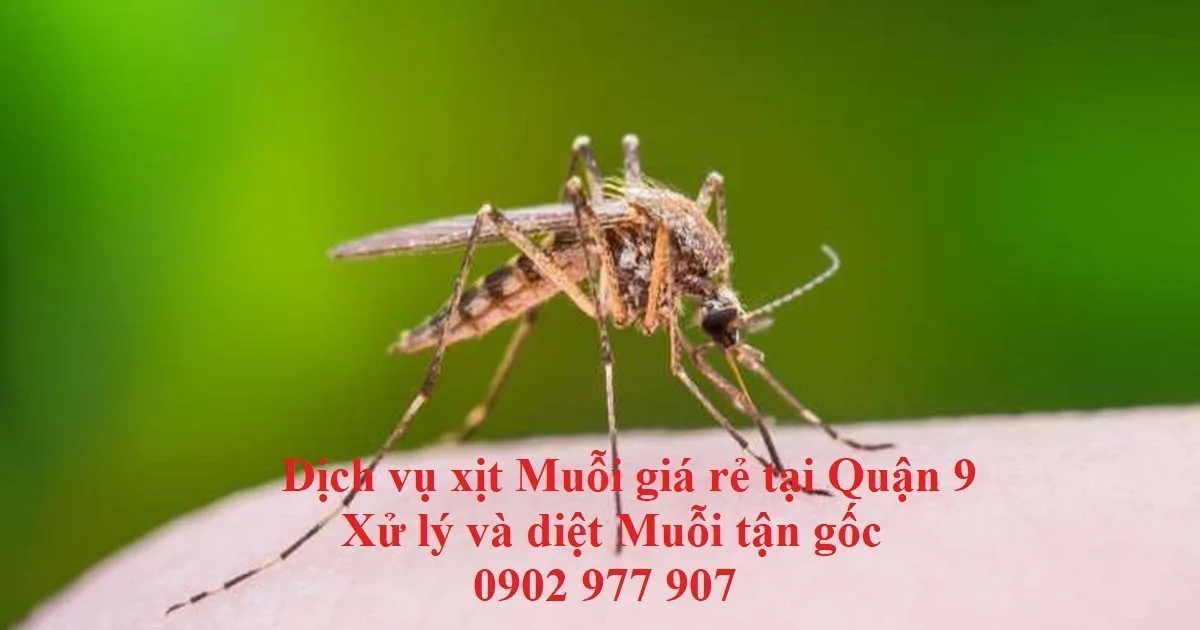 Muỗi tại Quận 9 vì sao dễ tái phát sau khi phun?