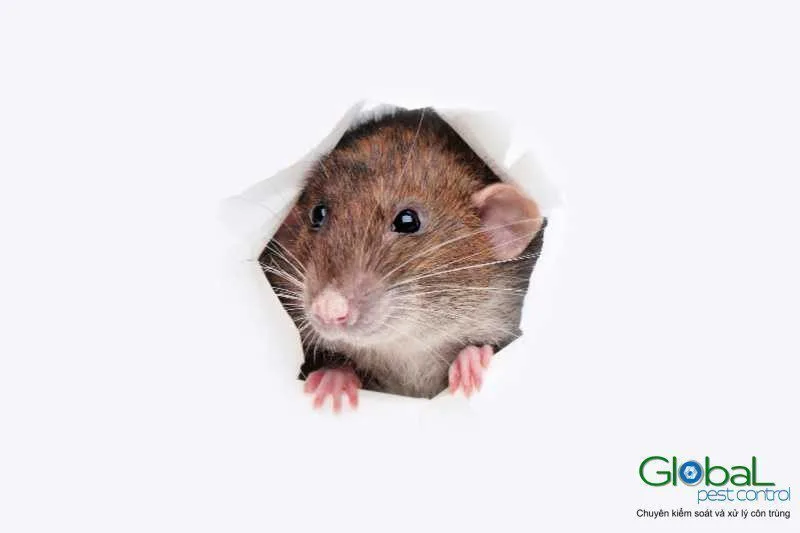 Bảng giá dịch vụ diệt chuột mới nhất