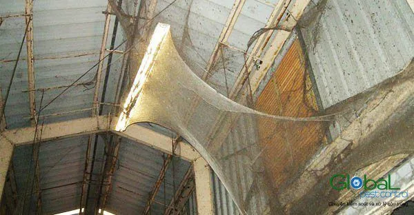 Trần nhà xưởng mái tôn cũ nhìn từ dưới lên