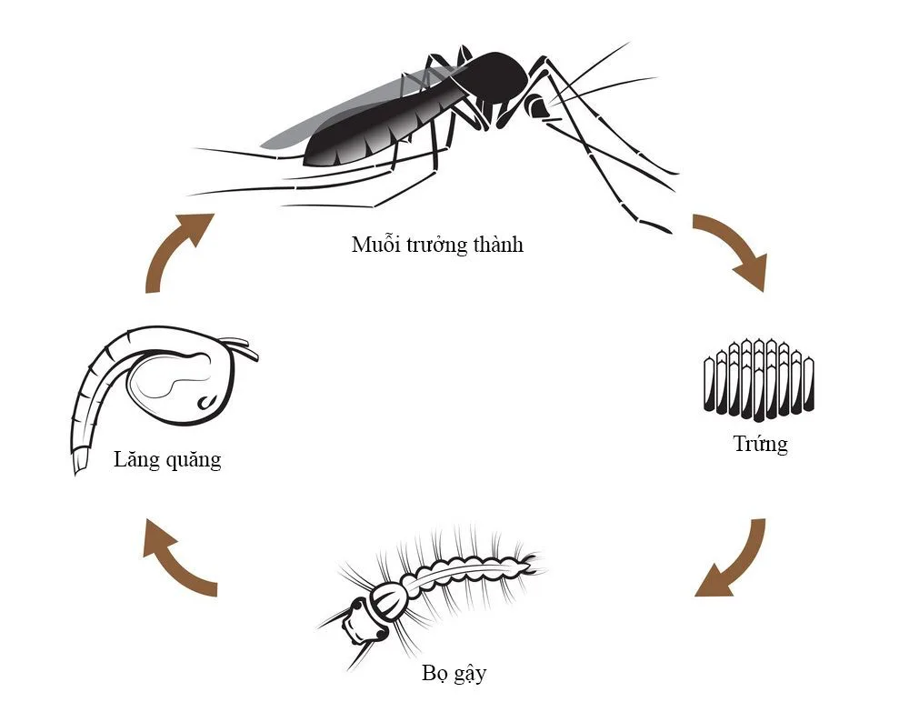 Nhà máy mới xây xong đã có muỗi, nguồn từ đâu?