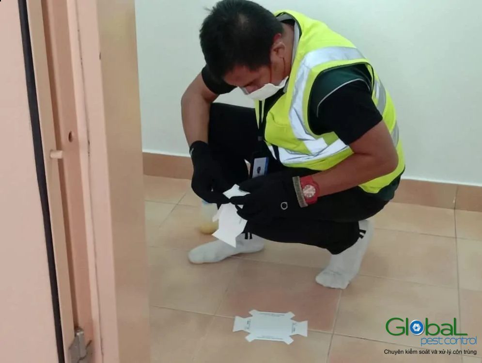 Kỹ thuật viên đặt bẫy dính theo dõi