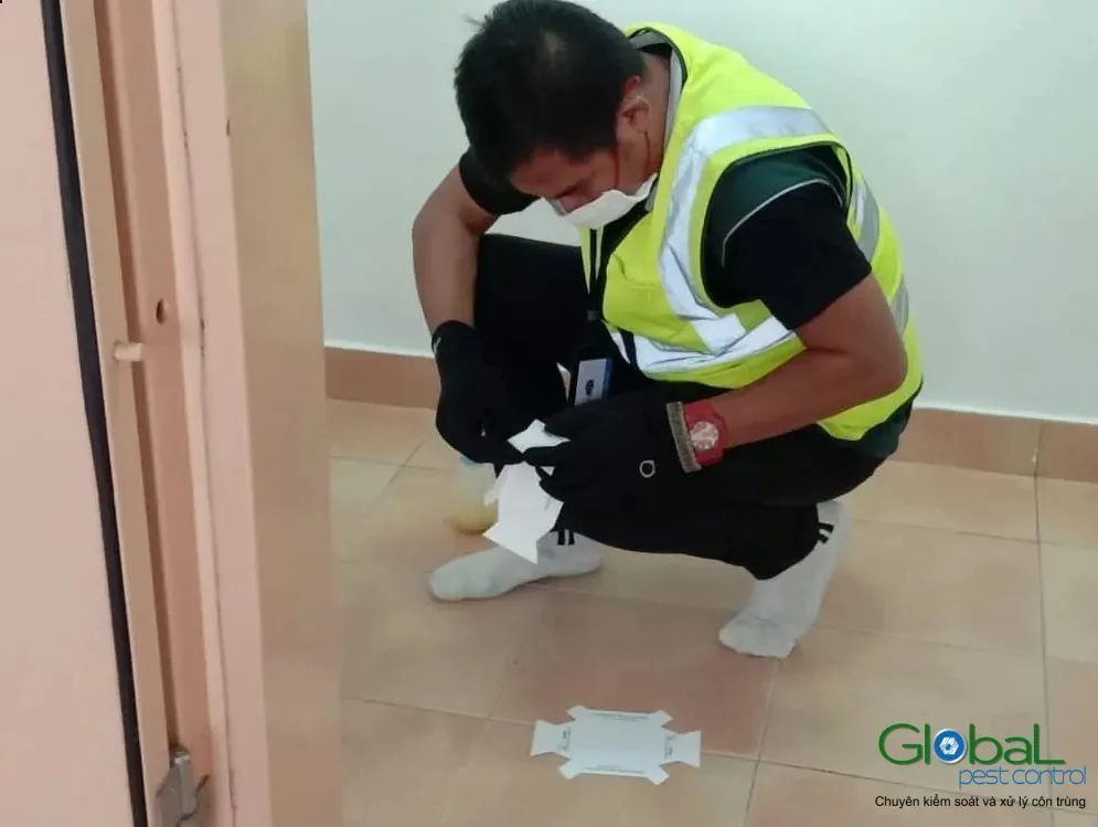 Kỹ thuật viên đặt bẫy dính theo dõi côn trùng dưới sàn