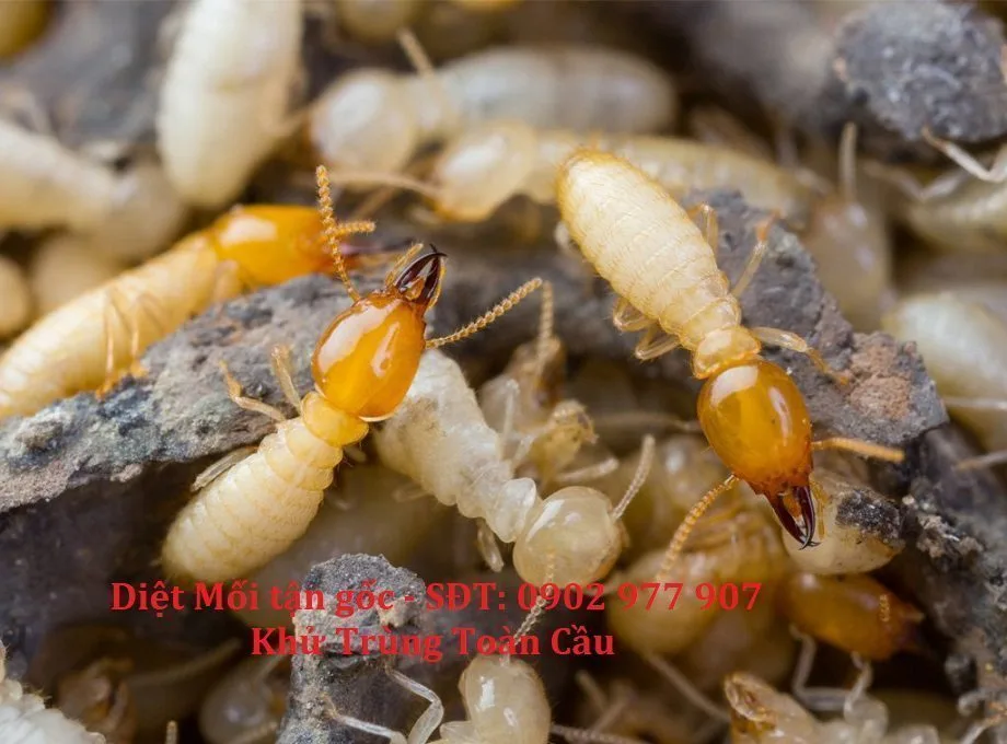 Quy trình diệt mối cho nhà ở, văn phòng và khách sạn