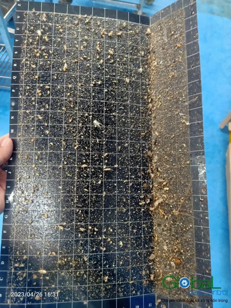 Tấm keo đèn côn trùng dính dày đặc côn trùng bay