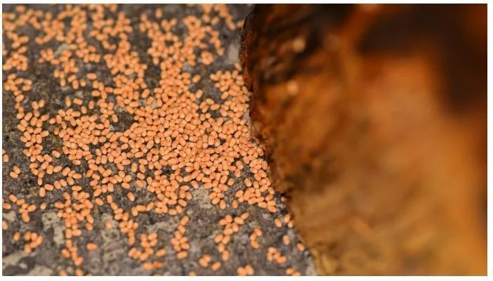 Phân mối và mùn cưa khác nhau thế nào?