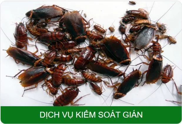 Gián Đức và gián Mỹ: nhận dạng, nơi trú và cách xử lý