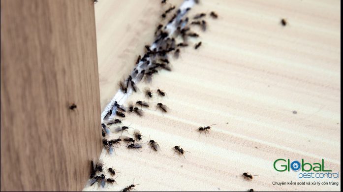 Các vấn đề có hại phổ biến nhất gây ra bởi sự phá hoại của kiến là gì?
